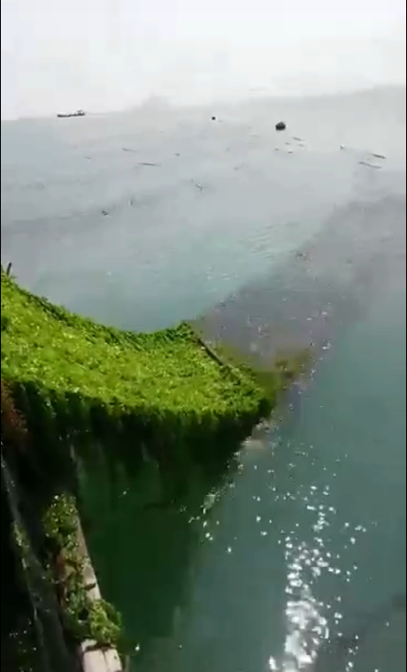 青海苔【視頻】